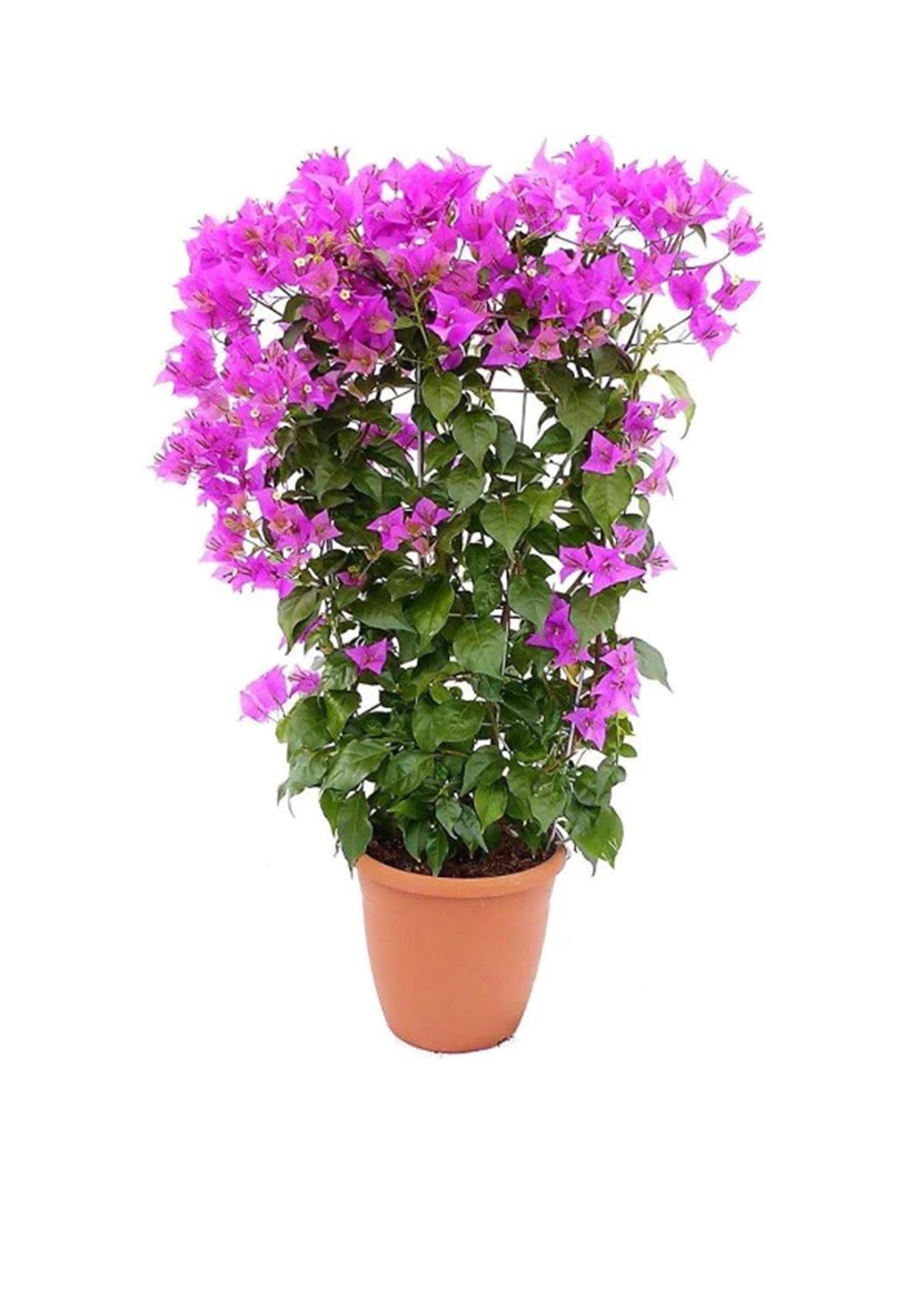 Bougainvillea Alexandra , Purple Paper Flower {90cm/100cm}