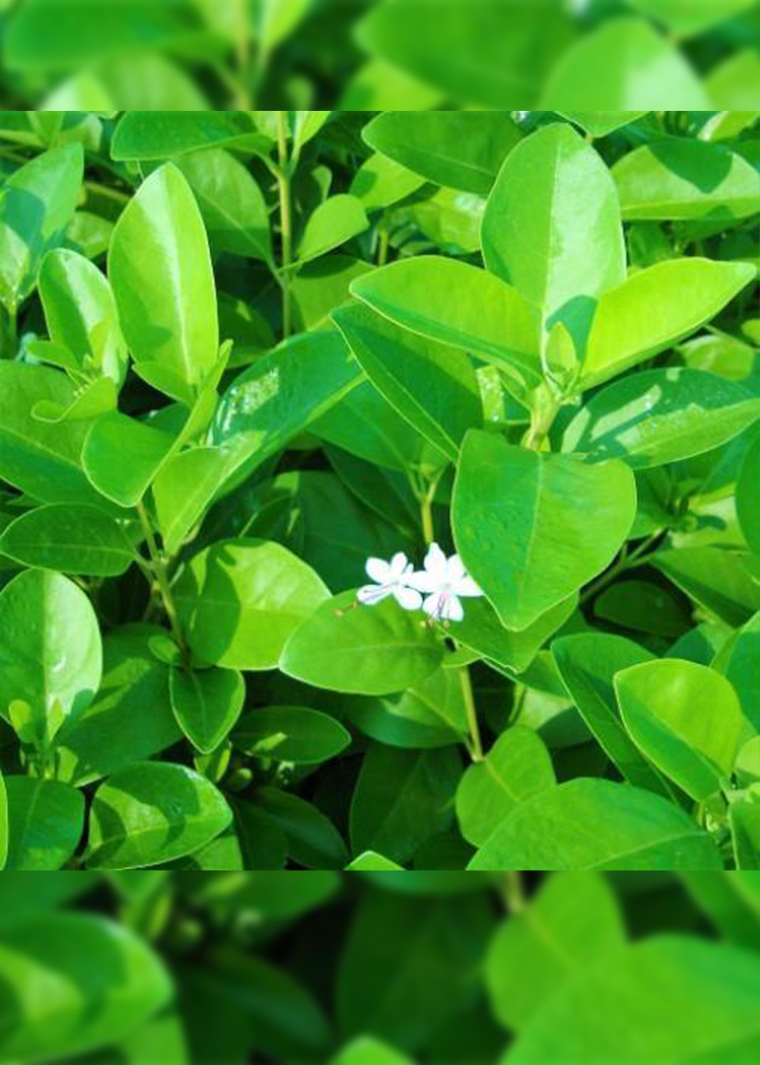 Clerodendrum inerme, Wild Jasmine { 50cm/70cm}