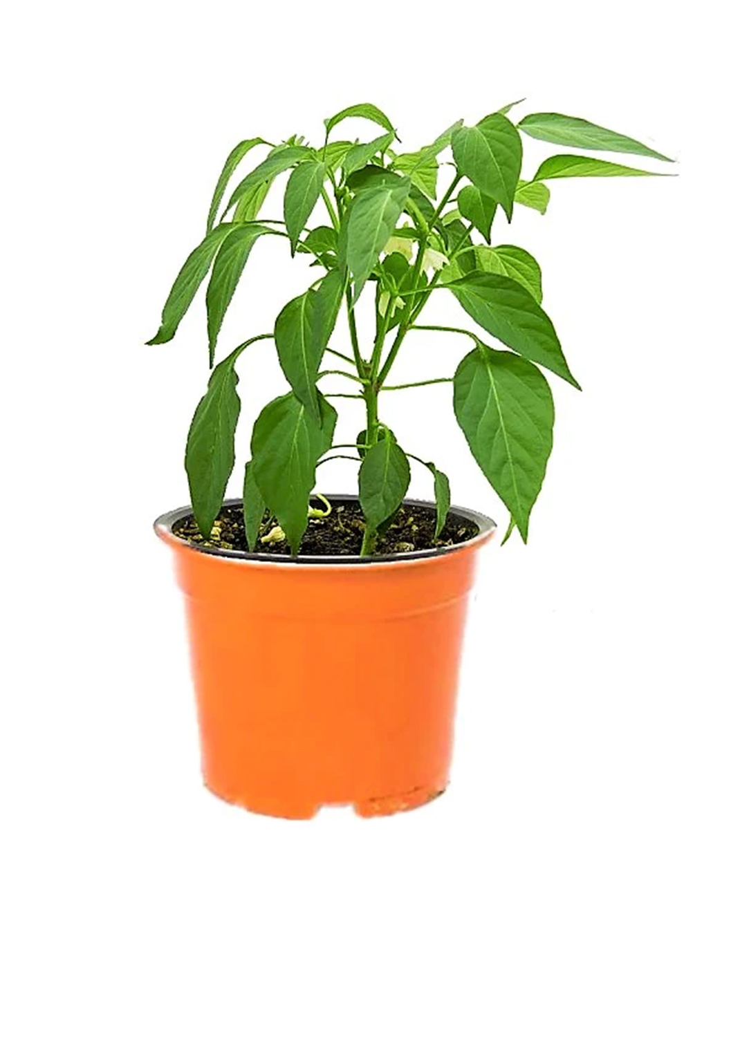 Hot Chili Plant {with fruit}