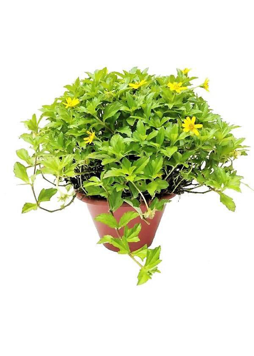 Wedelia Trilobata, Creeping Daisy or Rabbit Paw (small)   { 25 pieces }