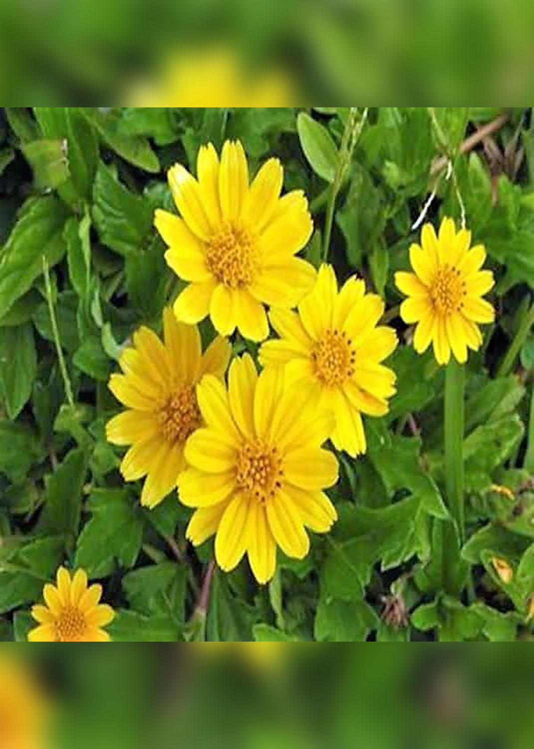 Wedelia Trilobata, Creeping Daisy or Rabbit Paw (small)   { 25 pieces }