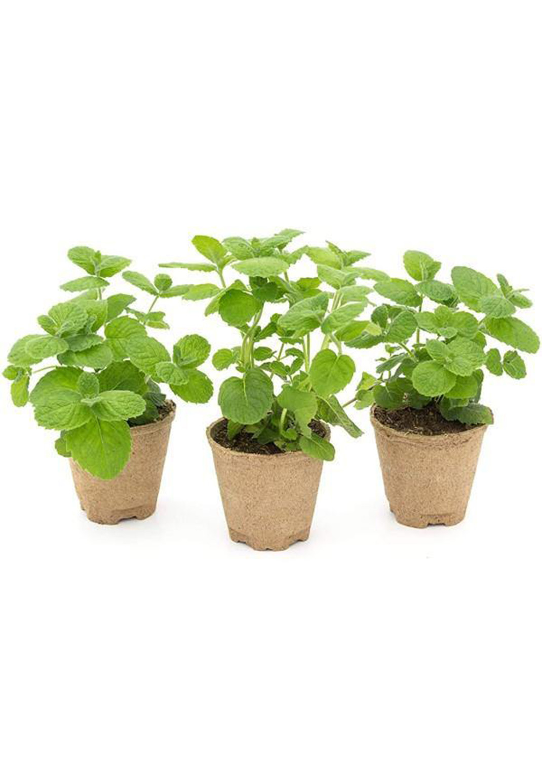 Mint Plant, Mentha
