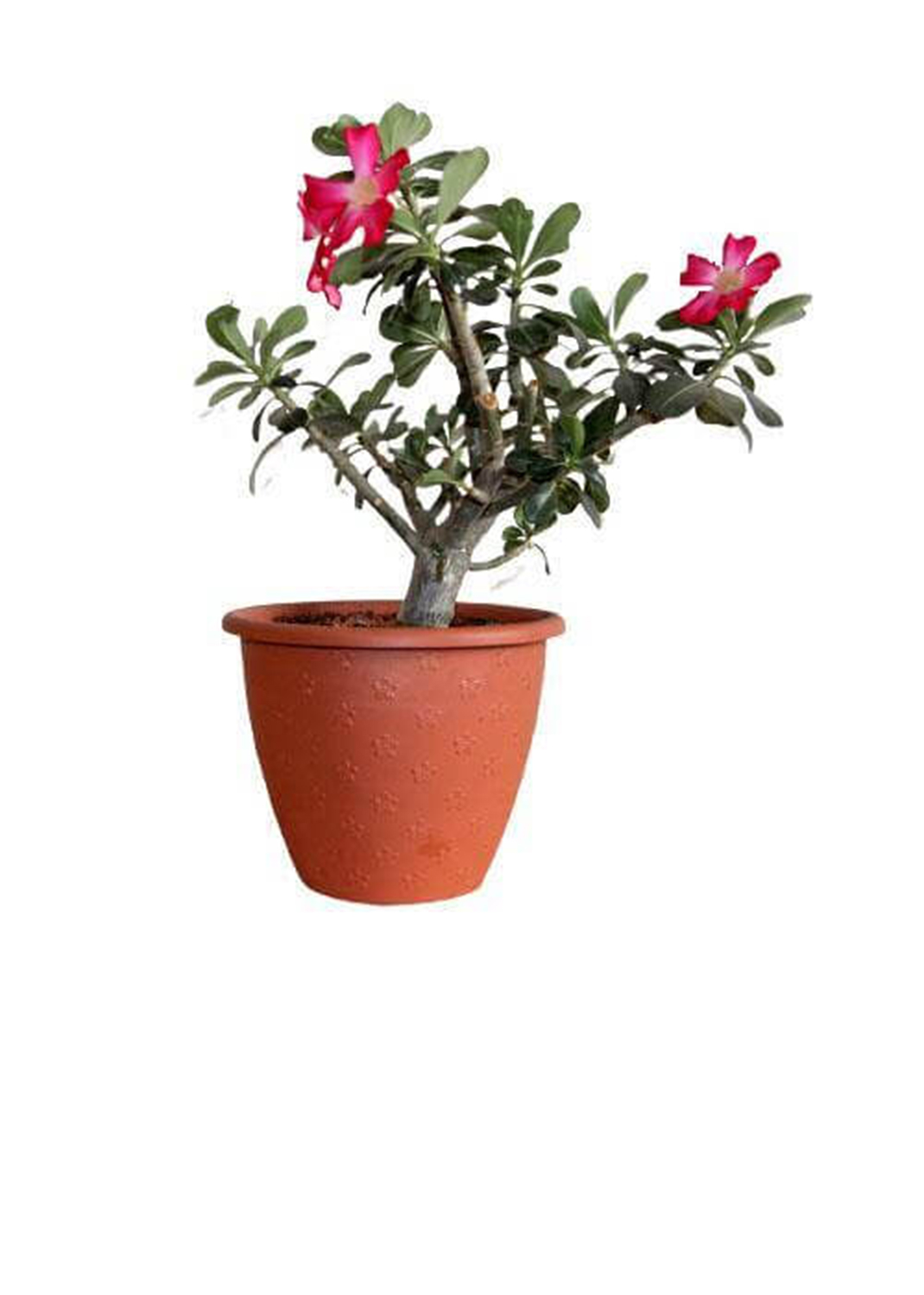 Adenium Obesum, Desert Rose