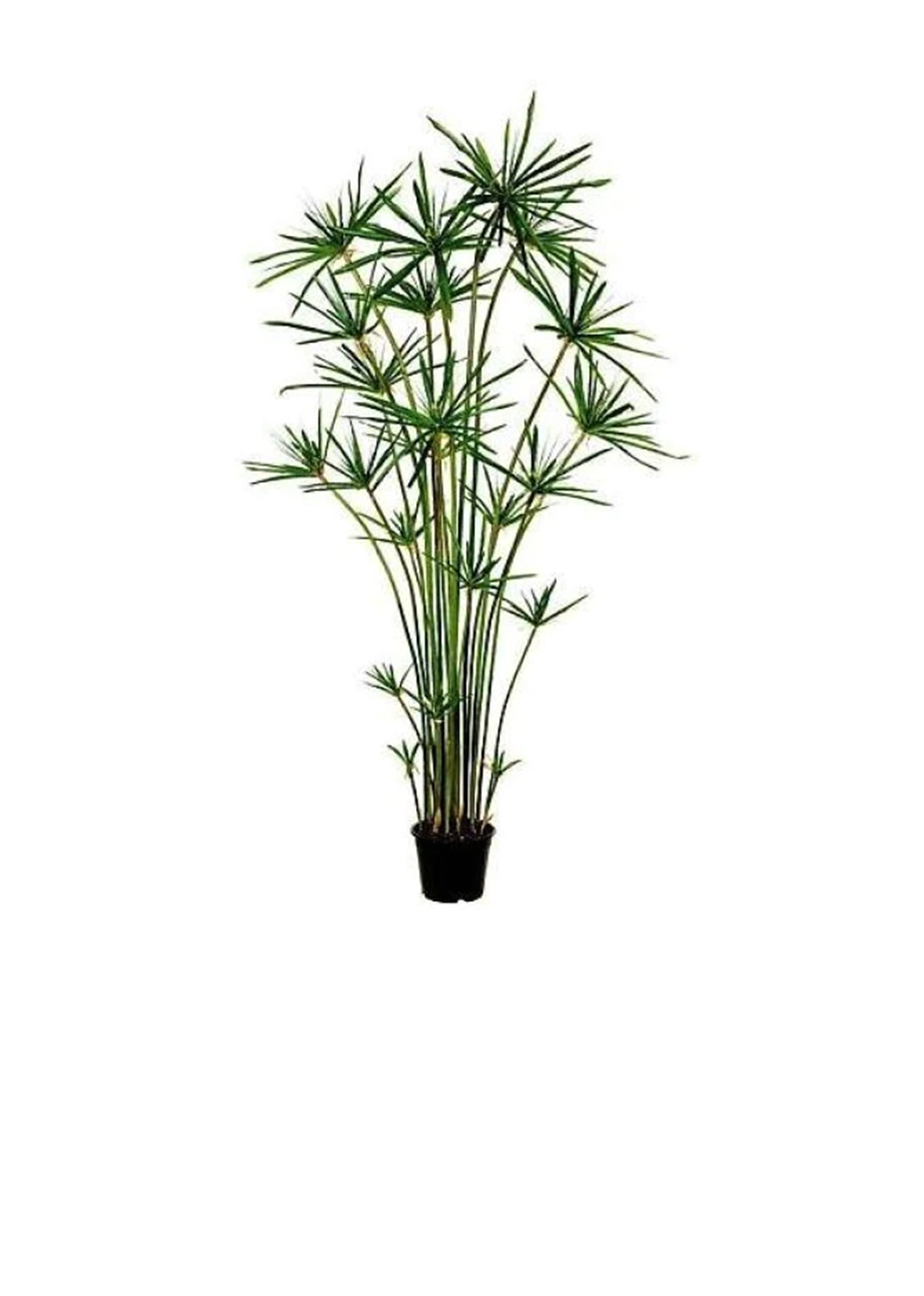 Cyperus Alternifolius, Umbrella Sedge