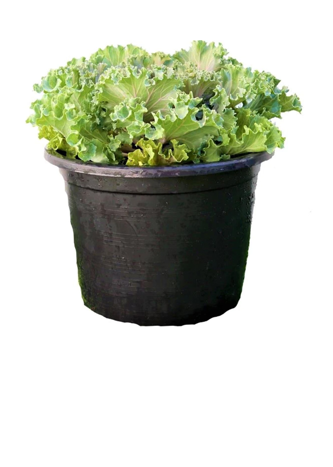 Ornamental Kale, Brassica Oleracea