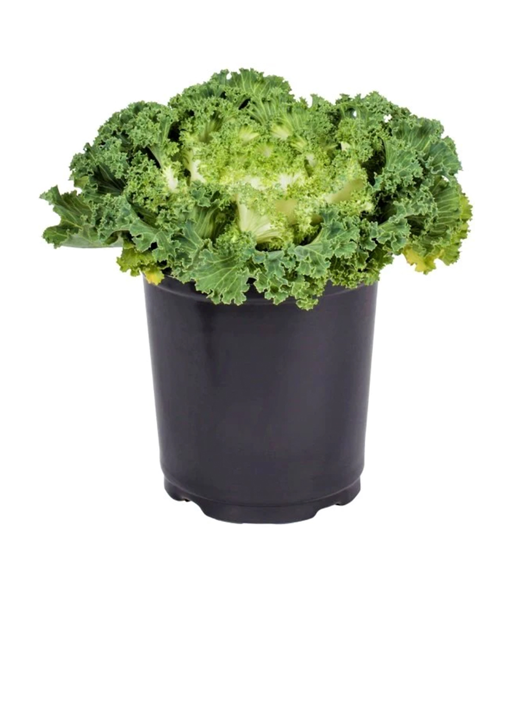 Ornamental Kale, Brassica Oleracea
