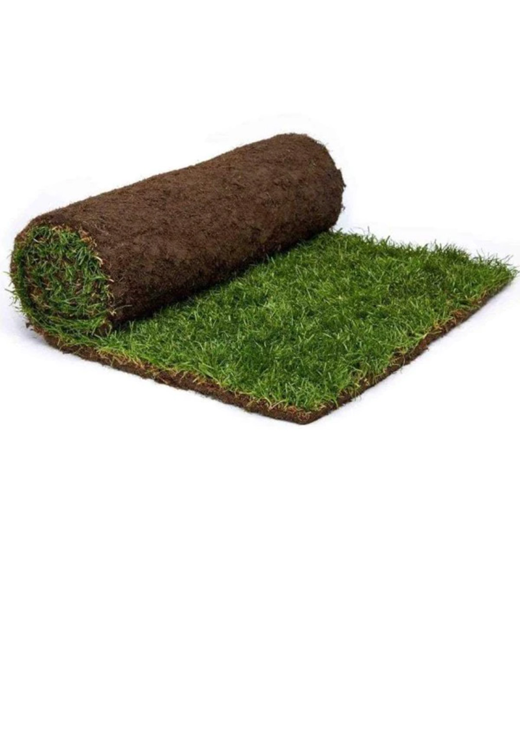 Natural Carpet Grass, Paspalium vaginatum { 1m squire }
