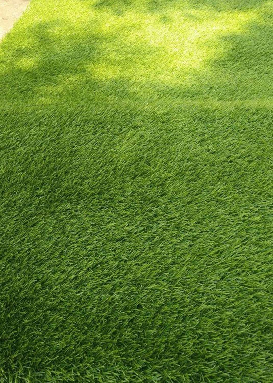 Natural Carpet Grass, Paspalium vaginatum { 1m squire }