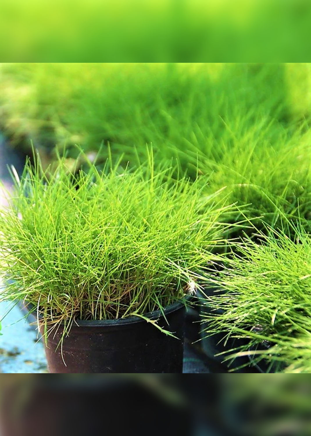 Zoysia Japonica, Korean Lawn Grass