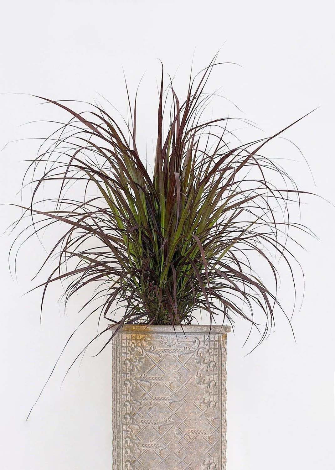 Pennisetum Rubrum, Purple Fountain Grass, African Fountain Grass, Tender Fountain Grass