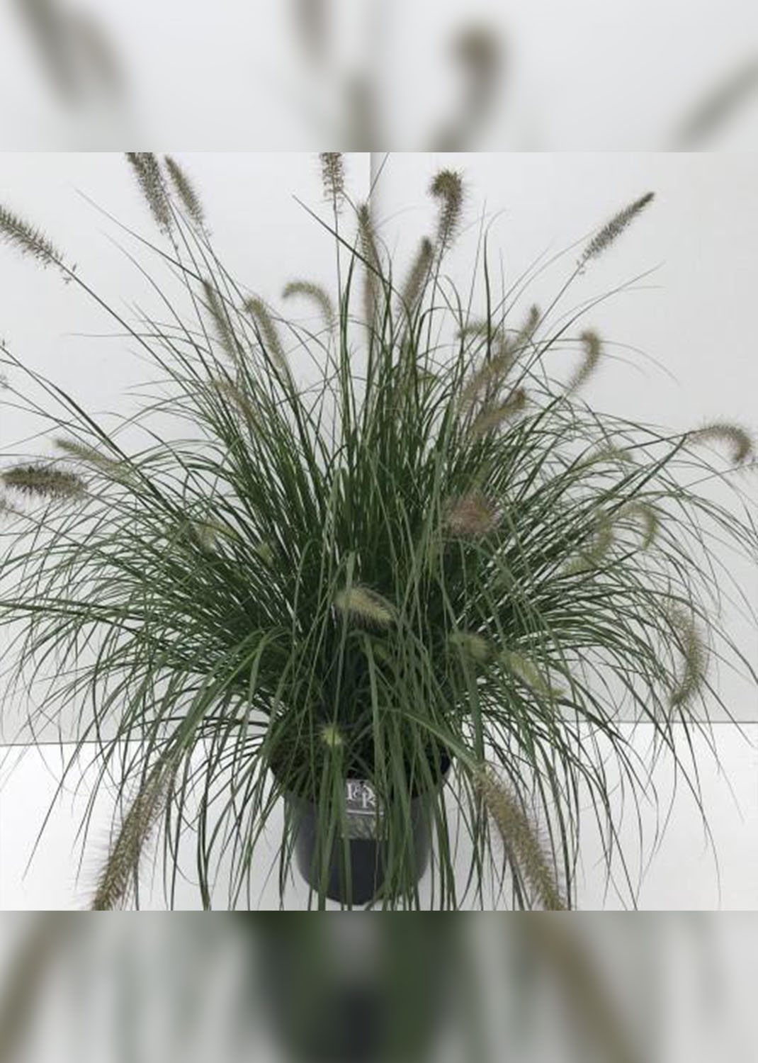 Pennisetum alopecuroides, Chinese fountain grass