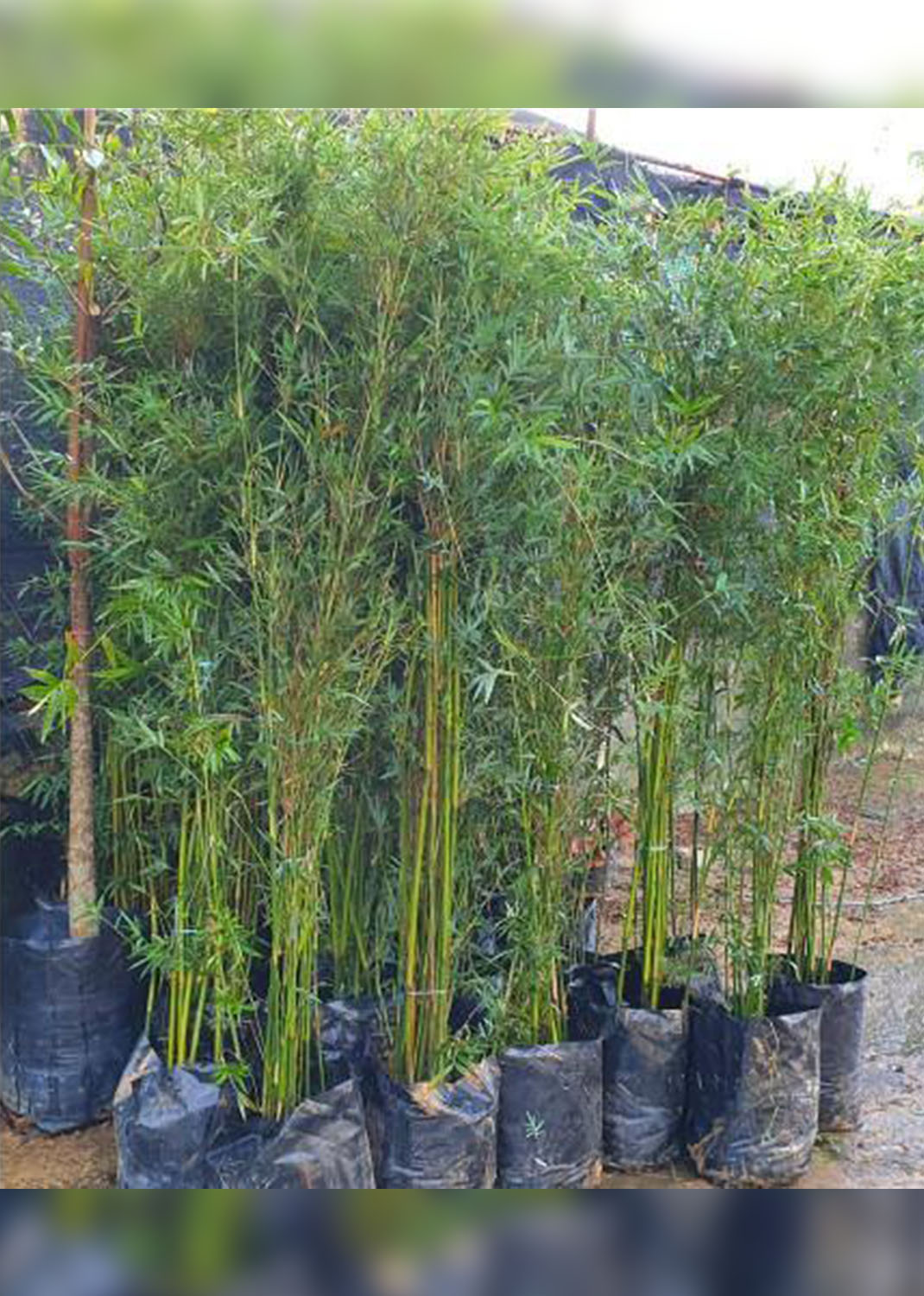 Bambusa multiplex, Chinese Dwarf Bamboo