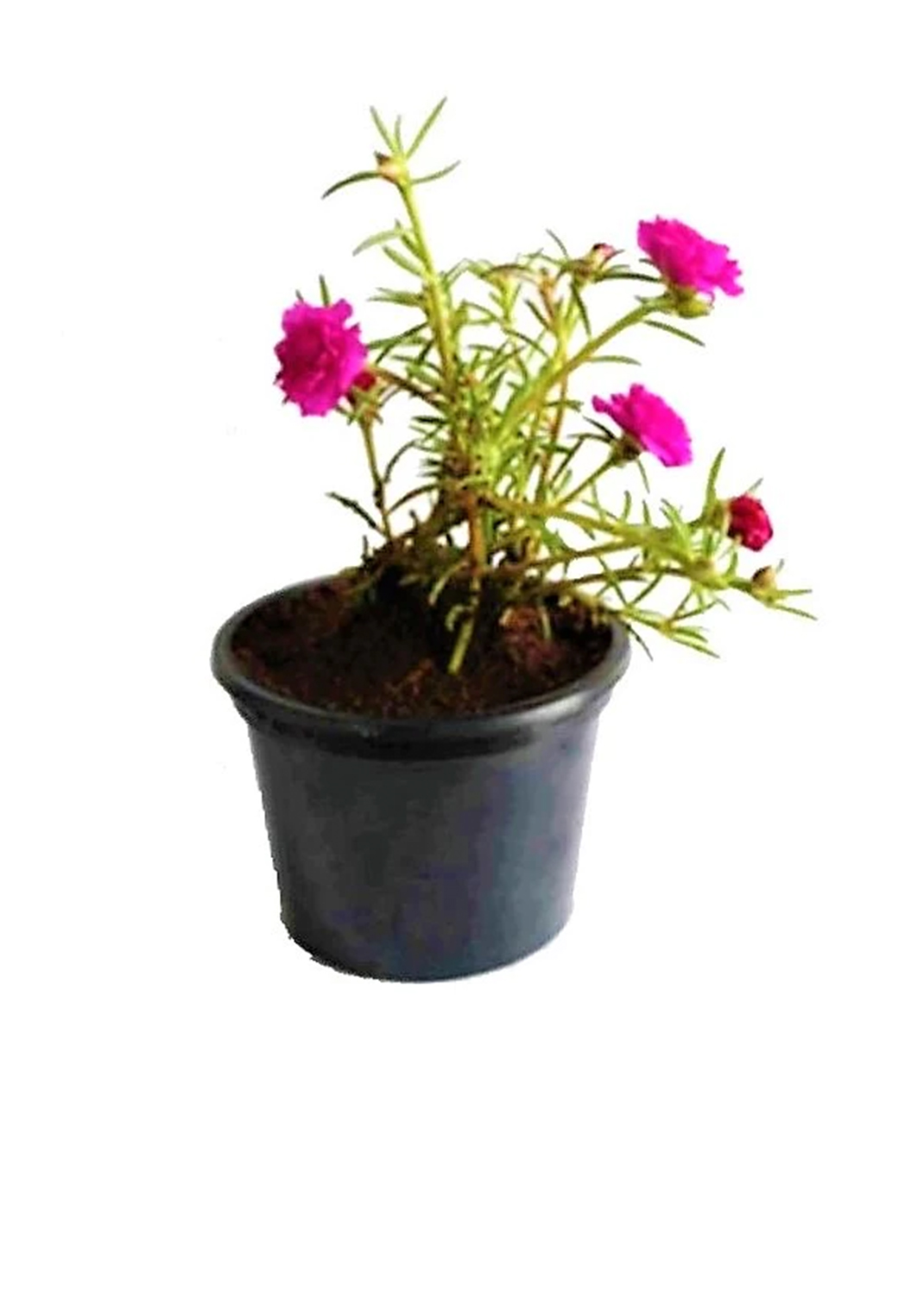 Rose Moss, Portulaca Grandiflora { 25 pieces } in pots