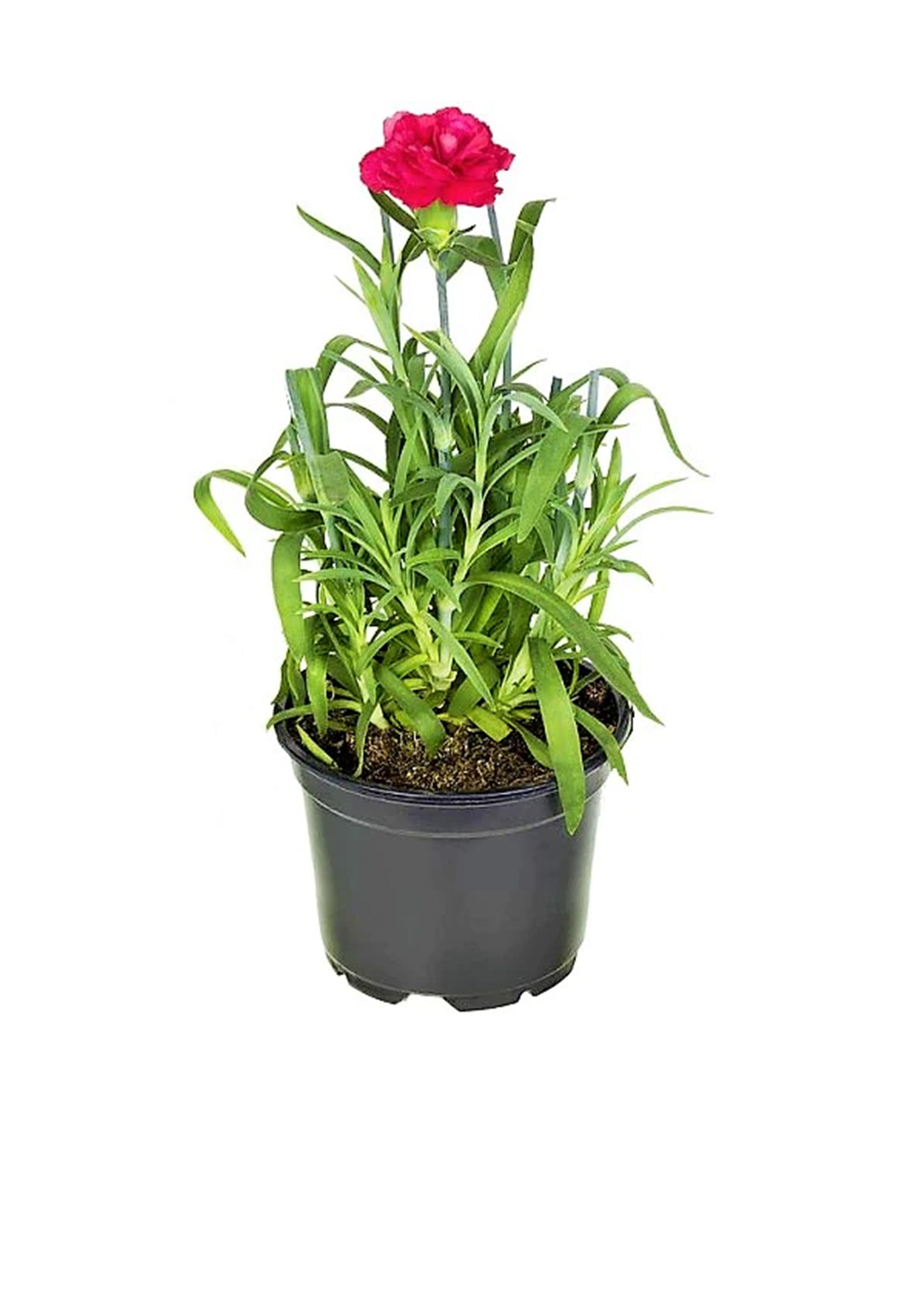 Dianthus Caryophyllus, Carnation (small) { 25pieces }