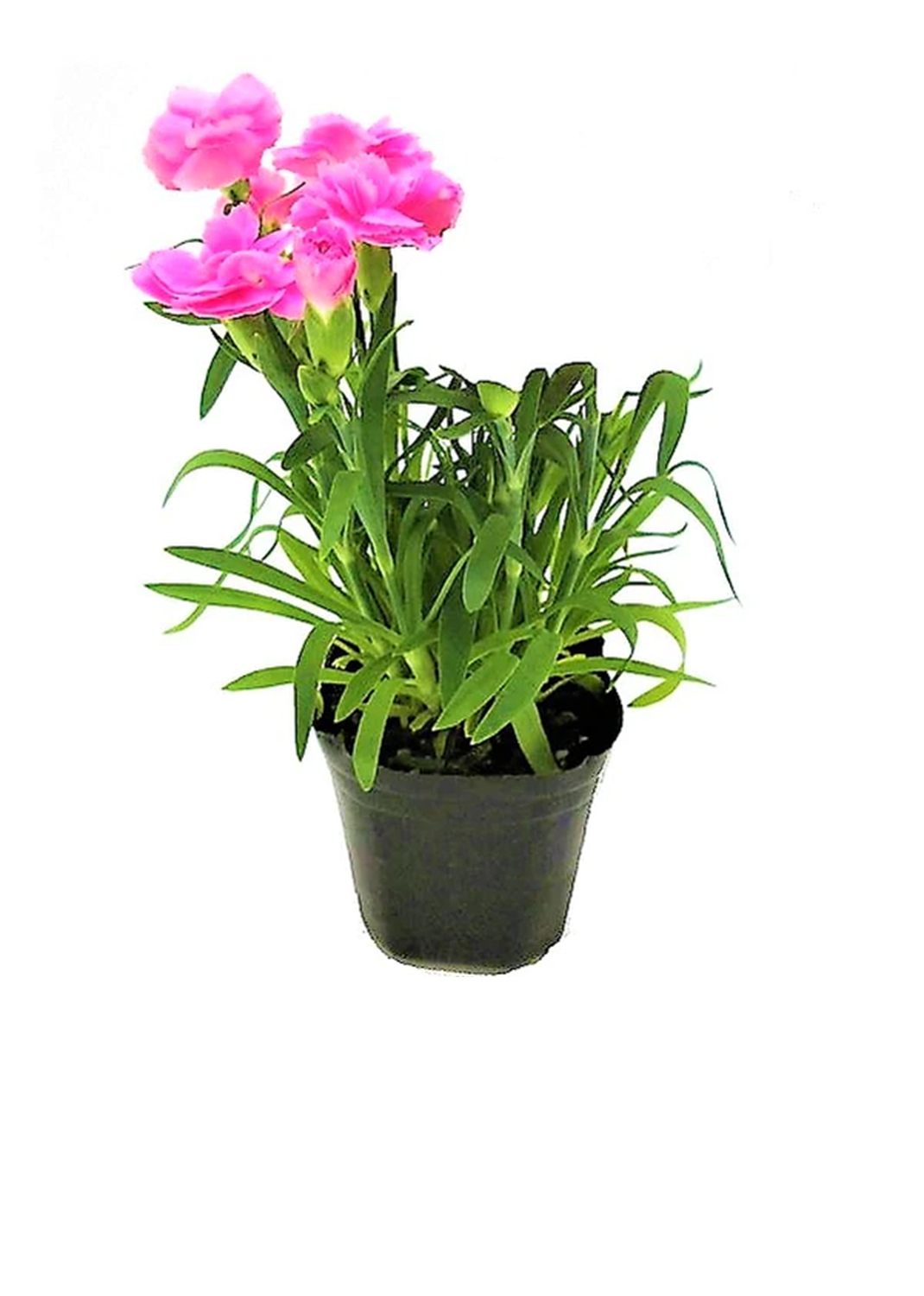 Dianthus Caryophyllus, Carnation (small) { 25pieces }