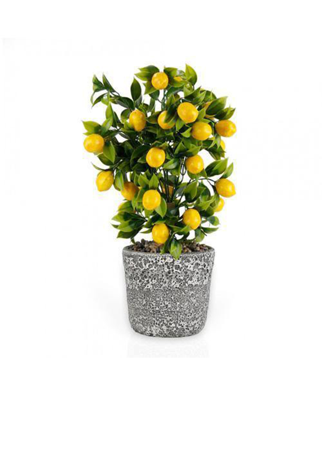 Lemon Tree, Citrus Lemon size 1.2 m    / with fruit 