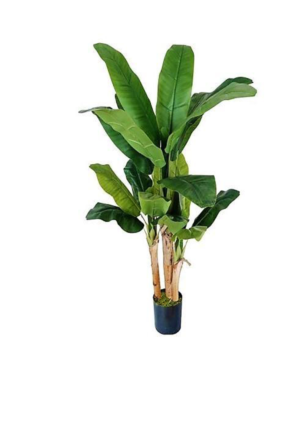 Musa paradisiaca, Banana Tree size 1.8m