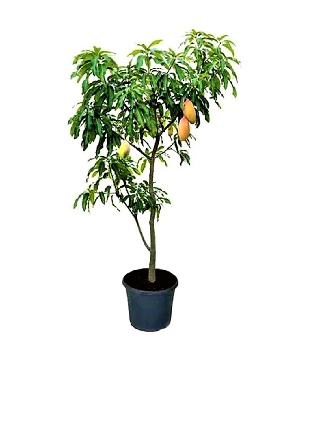 Mangifera indica, Mango Tree size 1.8m 