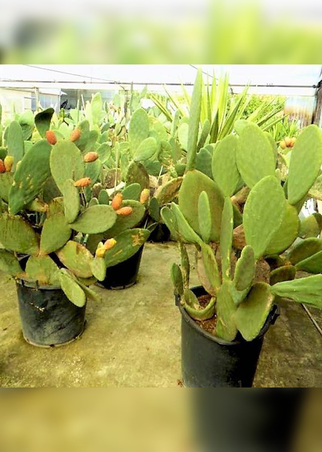 Opuntia Ficus Indica, Barbary Fig, Indian Fig size 1.2m