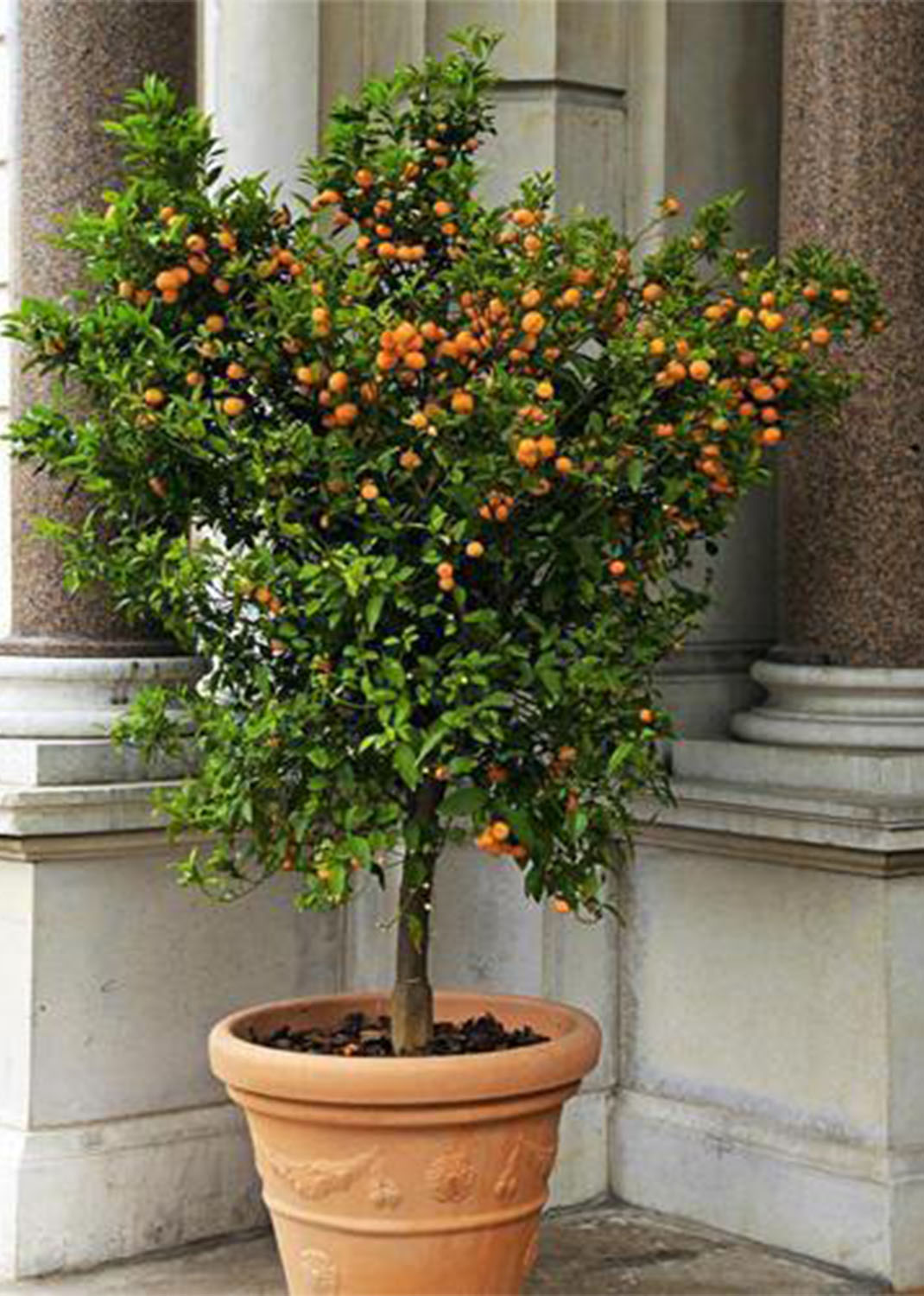 Citrus mitis, Chinese oranges size 1.2m