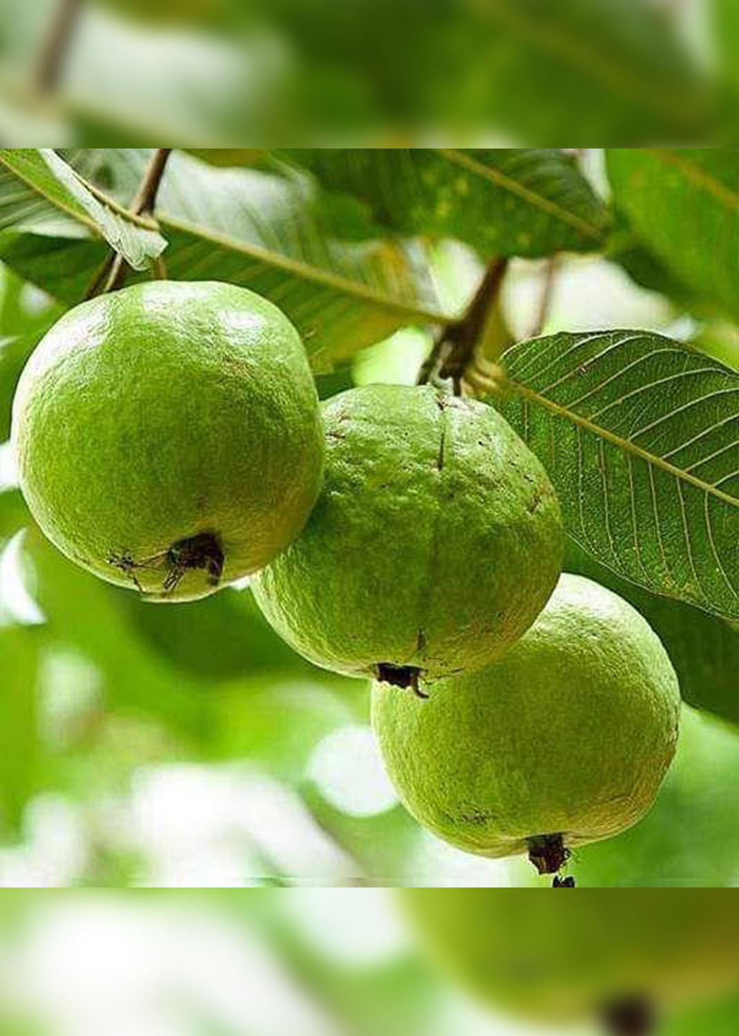 Guava Tree, Psidium Guajava size 1.8m 