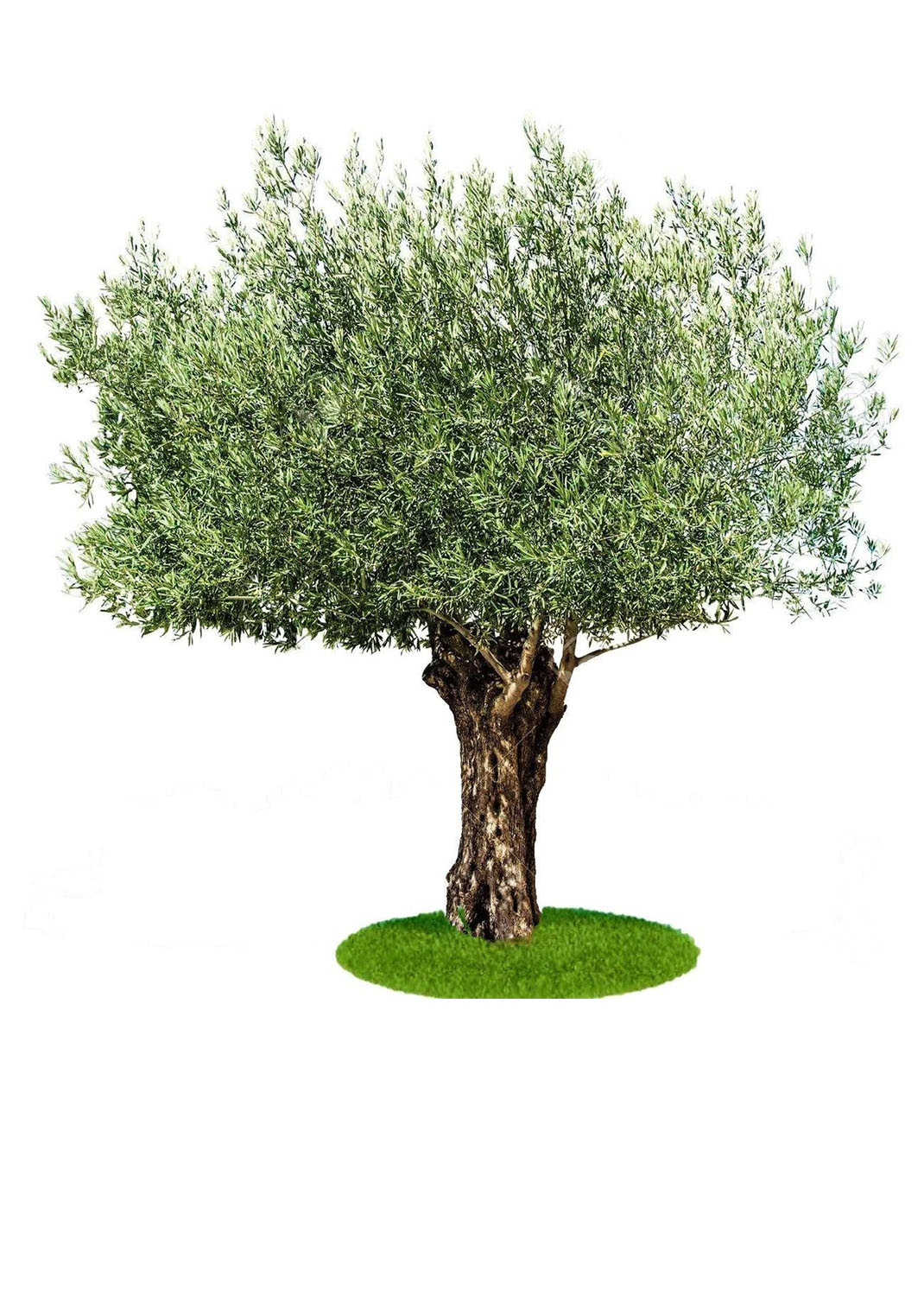Olive Tree, Olea Europaea size 1m