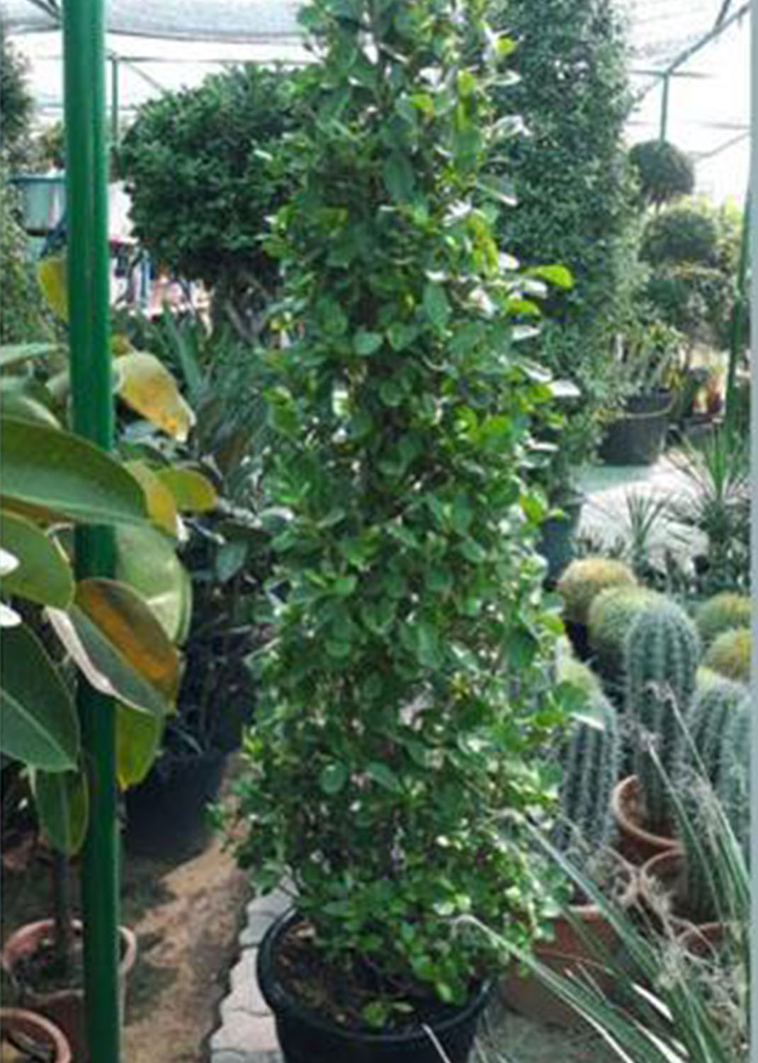 Ficus Diversifolia Cone Shape