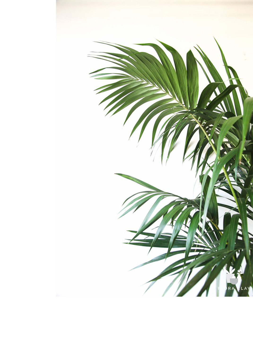 Kentia Palm, Thatch Palm, Howea forsteriana  White Caremic Pot