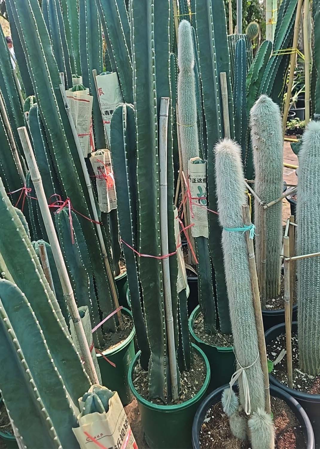 Cactus outdoor with more than 2m hights