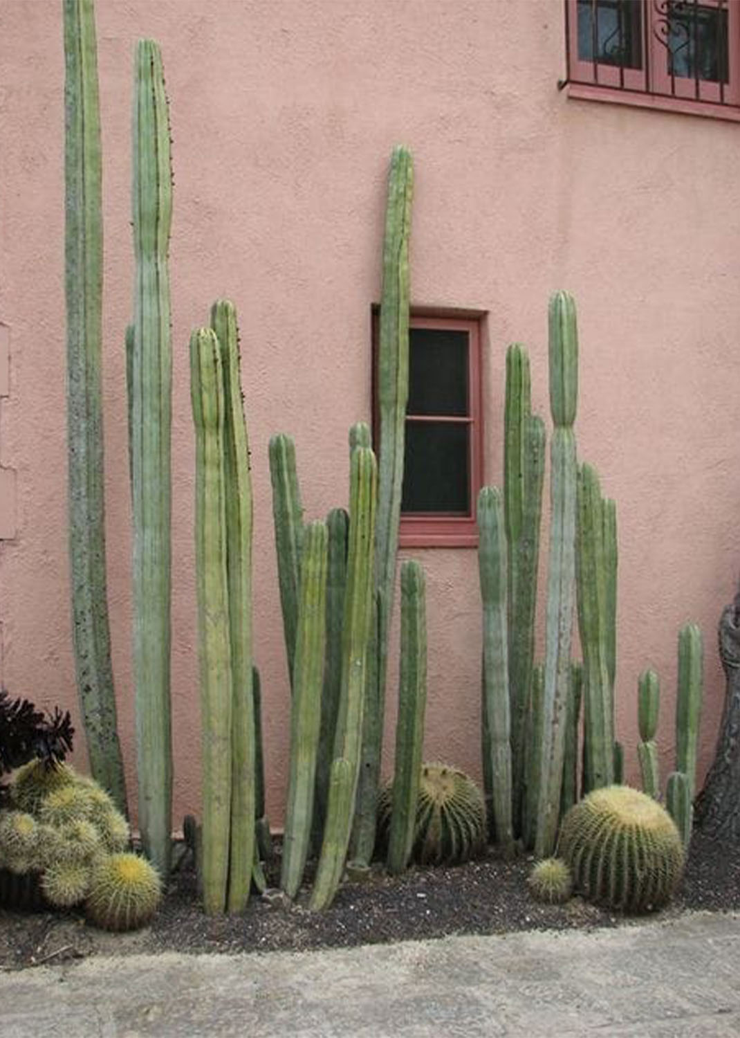 Cactus outdoor with more than 2m hights