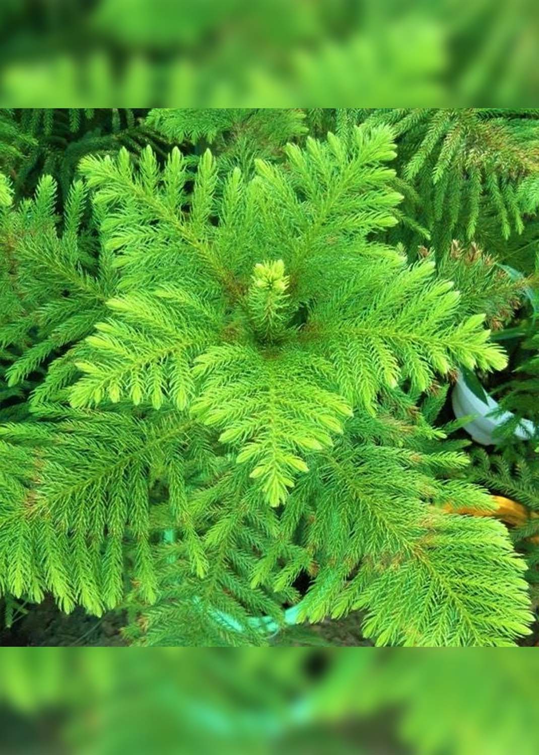 Araucaria heterophylla, Norfolk Island Pine Outdoor