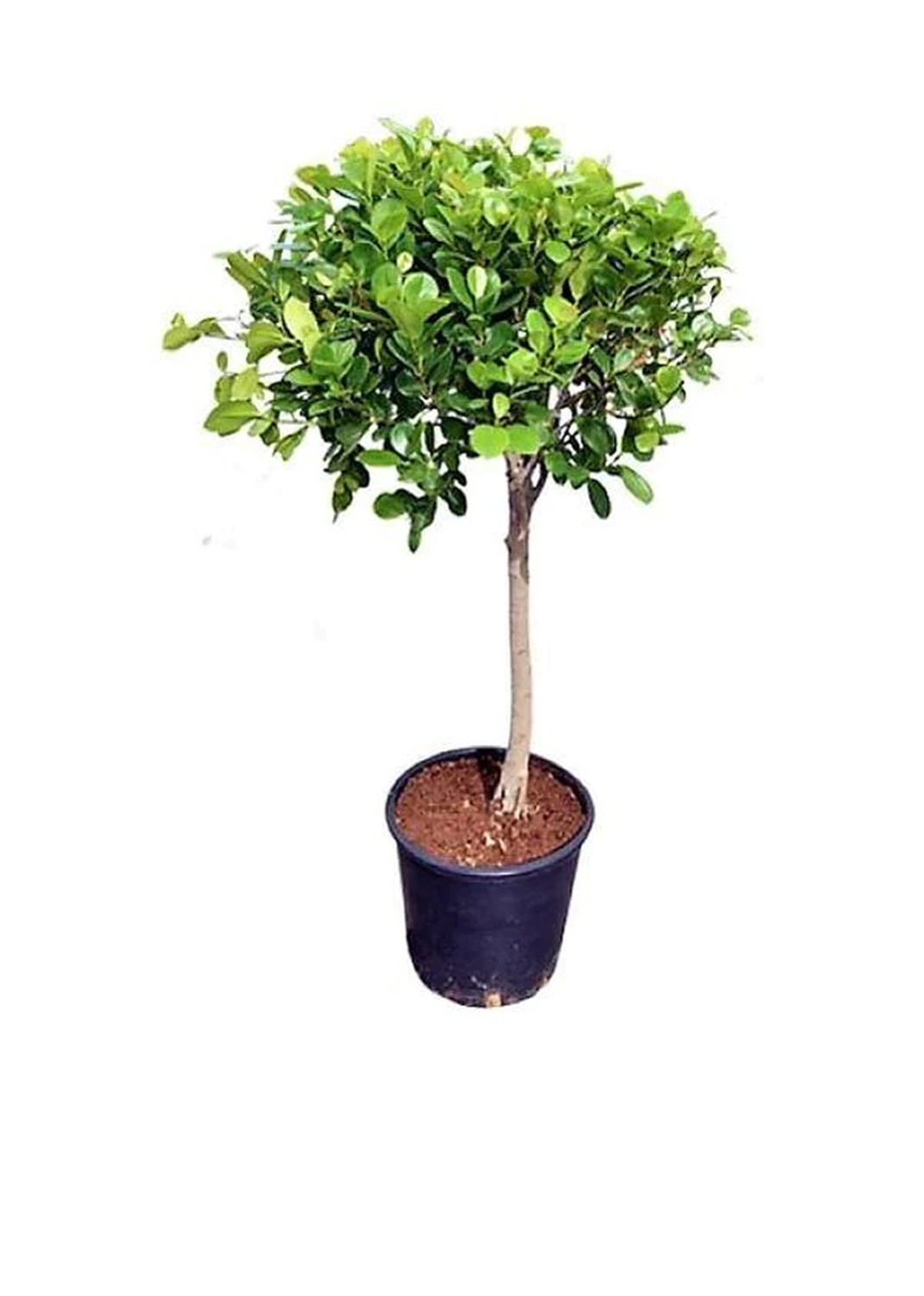 Ficus Diversifolia Single Head