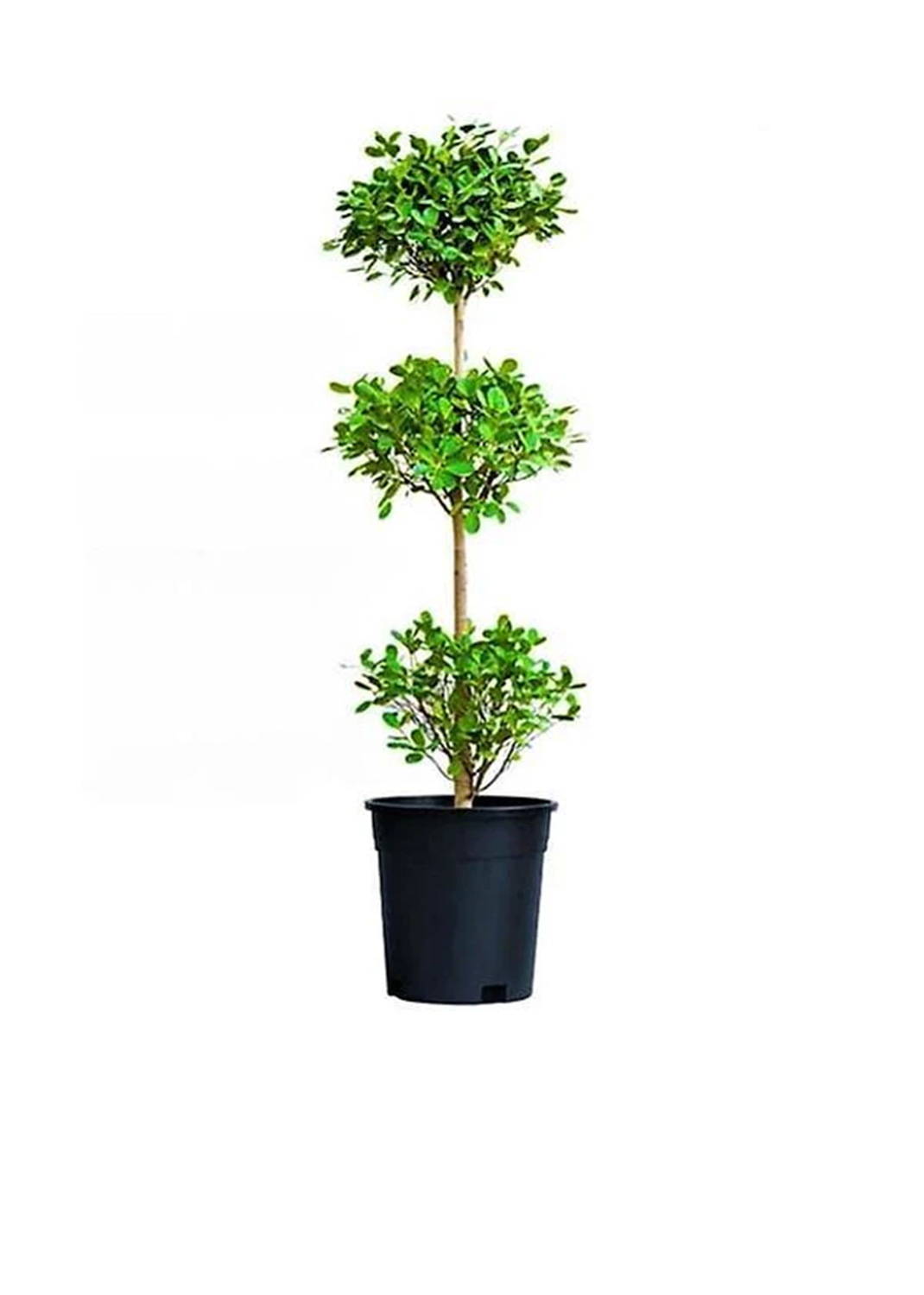 Ficus Diversifolia Three Heads Regular 