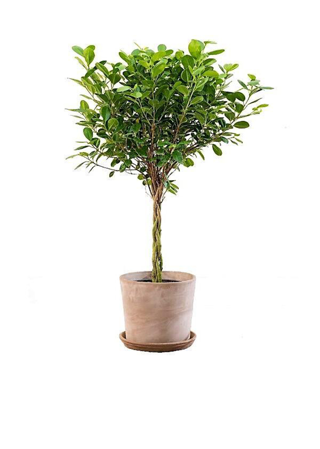 Ficus diversifolia twisted trunk topiary