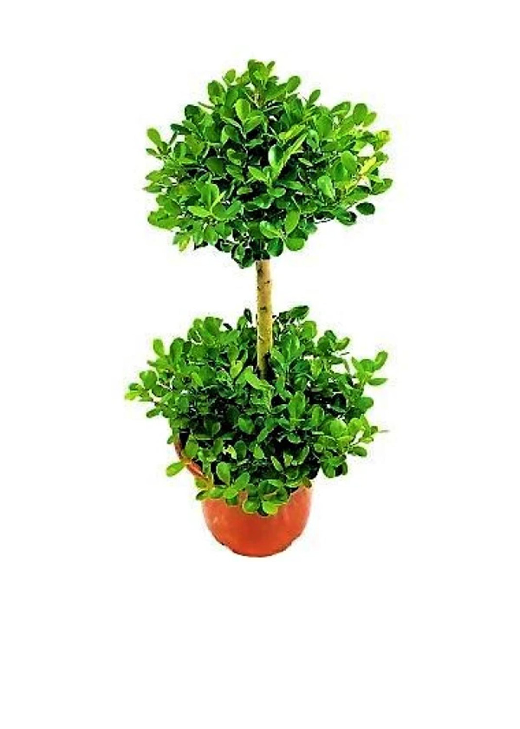 Ficus Diversifolia Two Heads