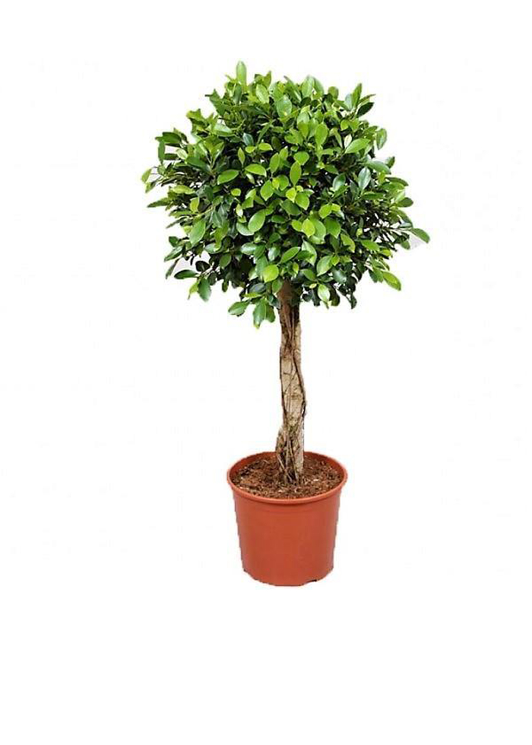 Ficus Diversifolia Rounded