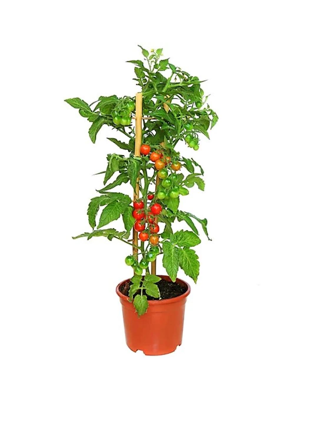 Cherry Tomato Plant