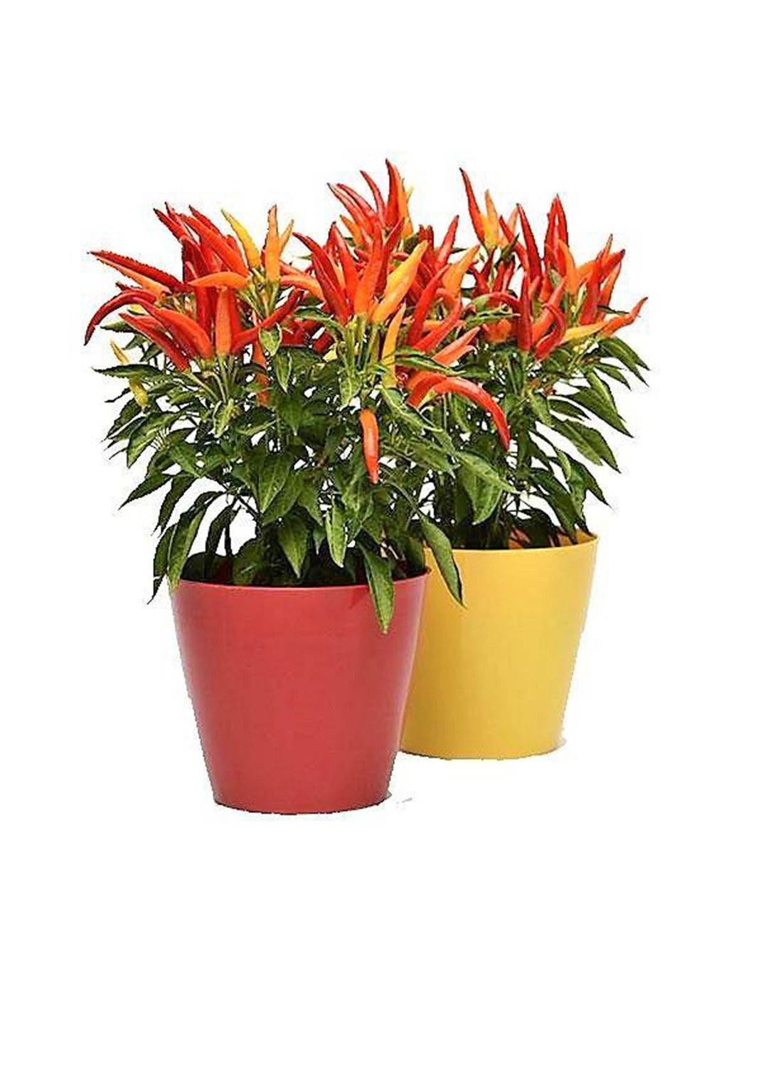 Ornamental Pepper Plant