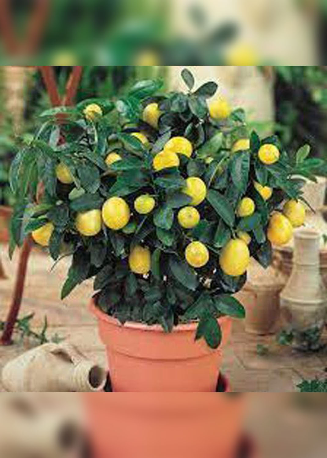 Lemon Tree, Citrus Lemon