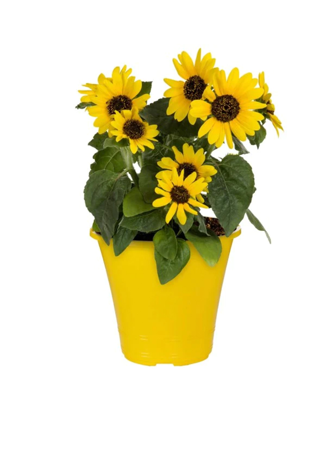 Ornamental Sunflower, Helianthus Annuus