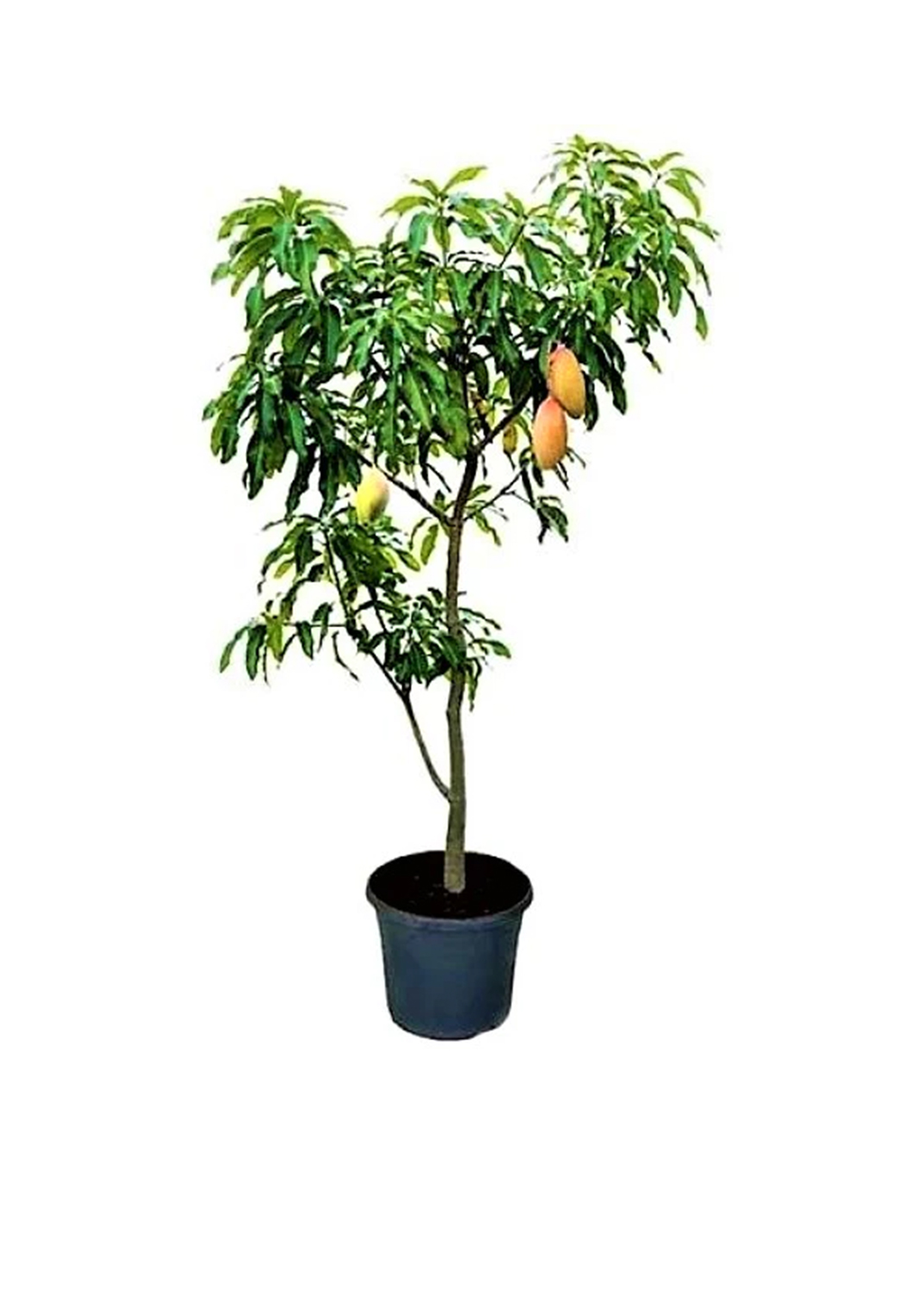 Mangifera indica, Mango Tree