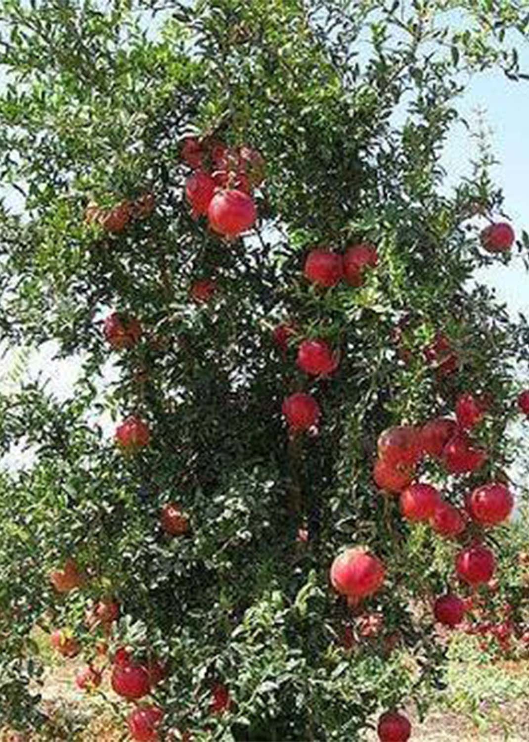 Pomegranate Tree, Punica Granatum