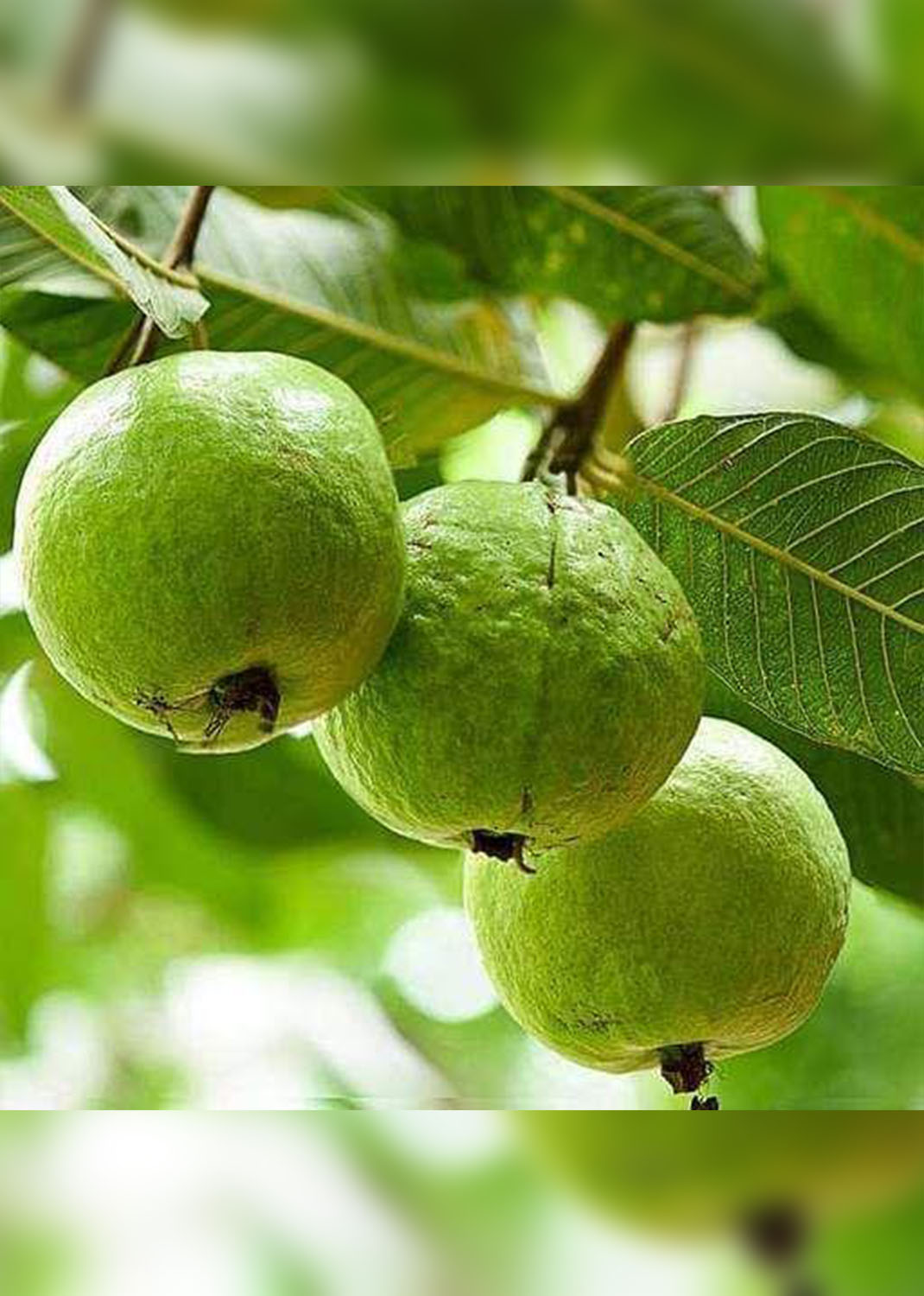 Guava Tree, Psidium Guajava