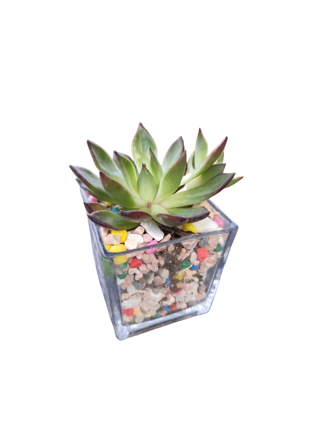 Mini succulents with glass pot 