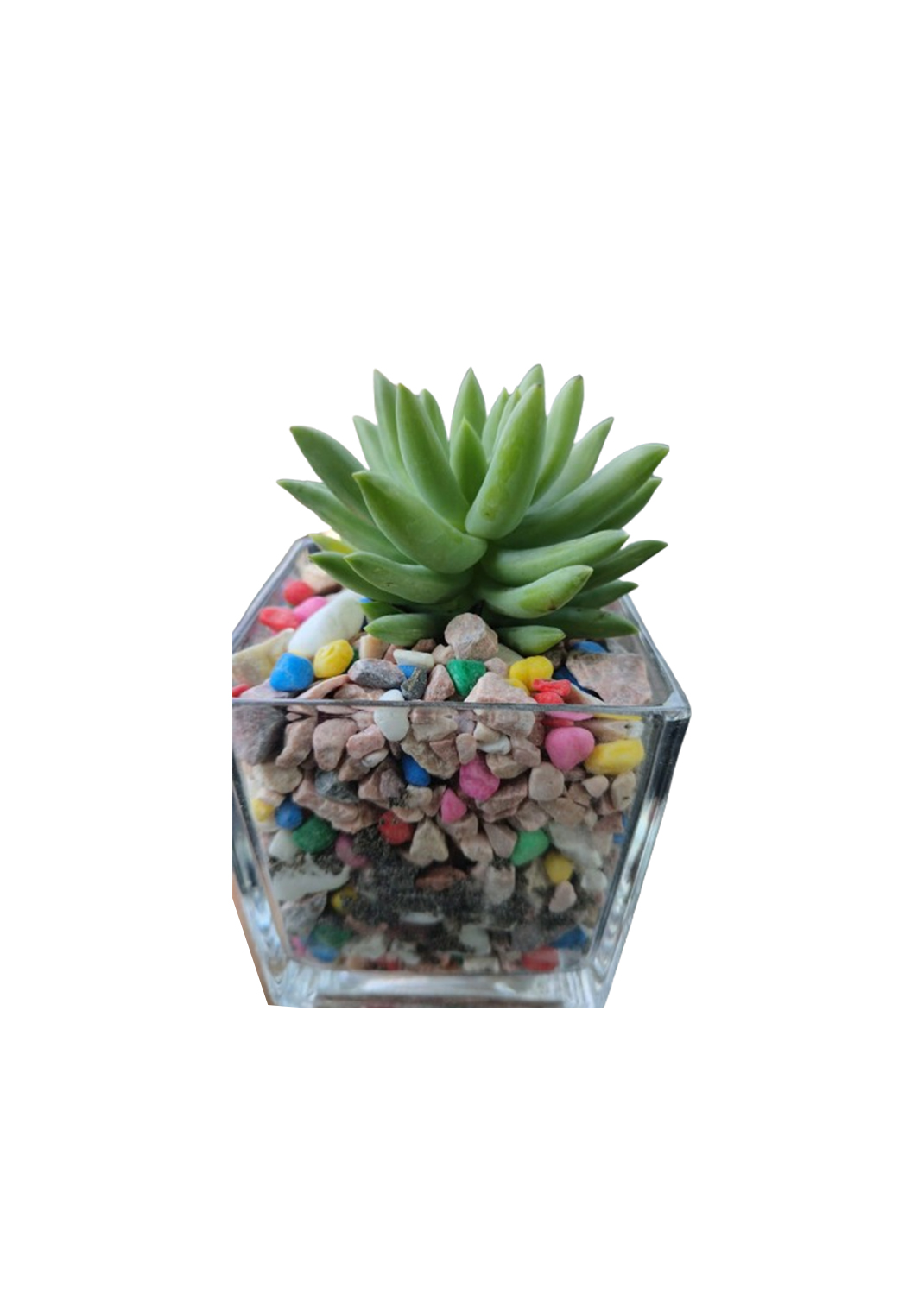 Mini succulents with glass pot 