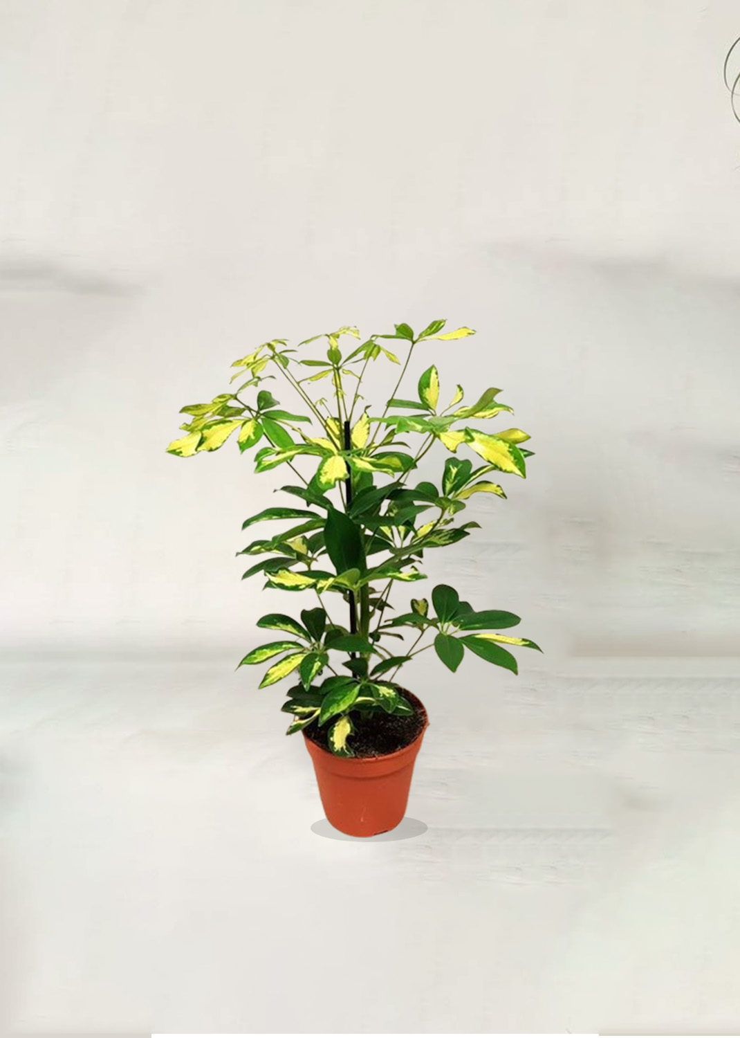 Schefflera Arboricola, Gold Capella, Dwarf Umbrella Tree {white ceramic pot}