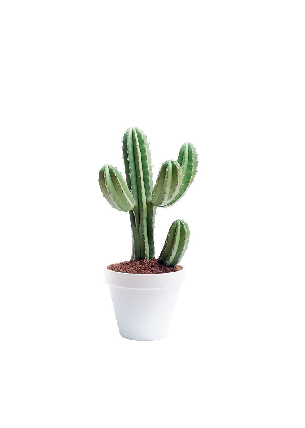 Mini Cactus with white ceramic pot and pabbel  15cm/20cm