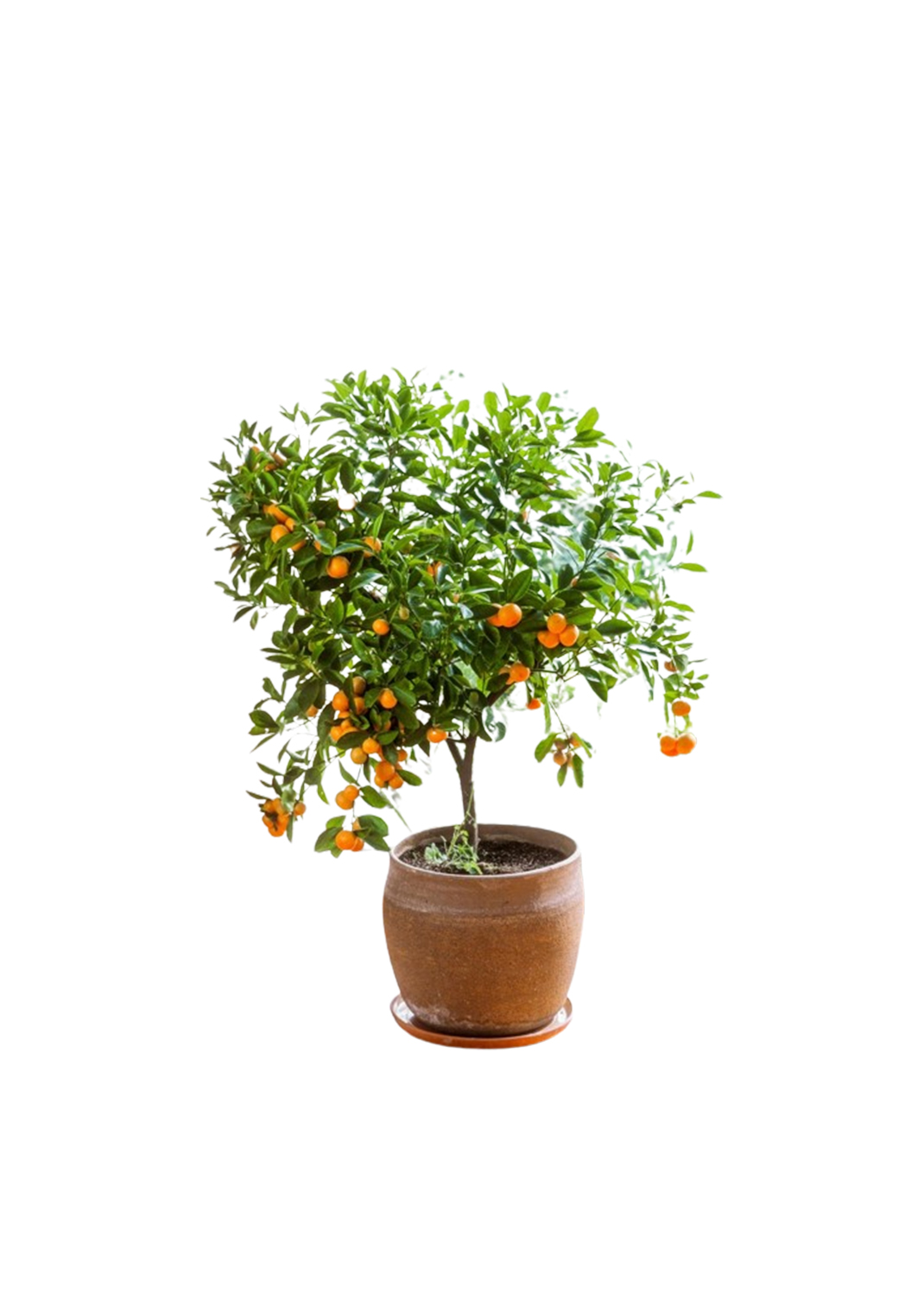Citrus Orange manderine {130cm/150cm} with fruit