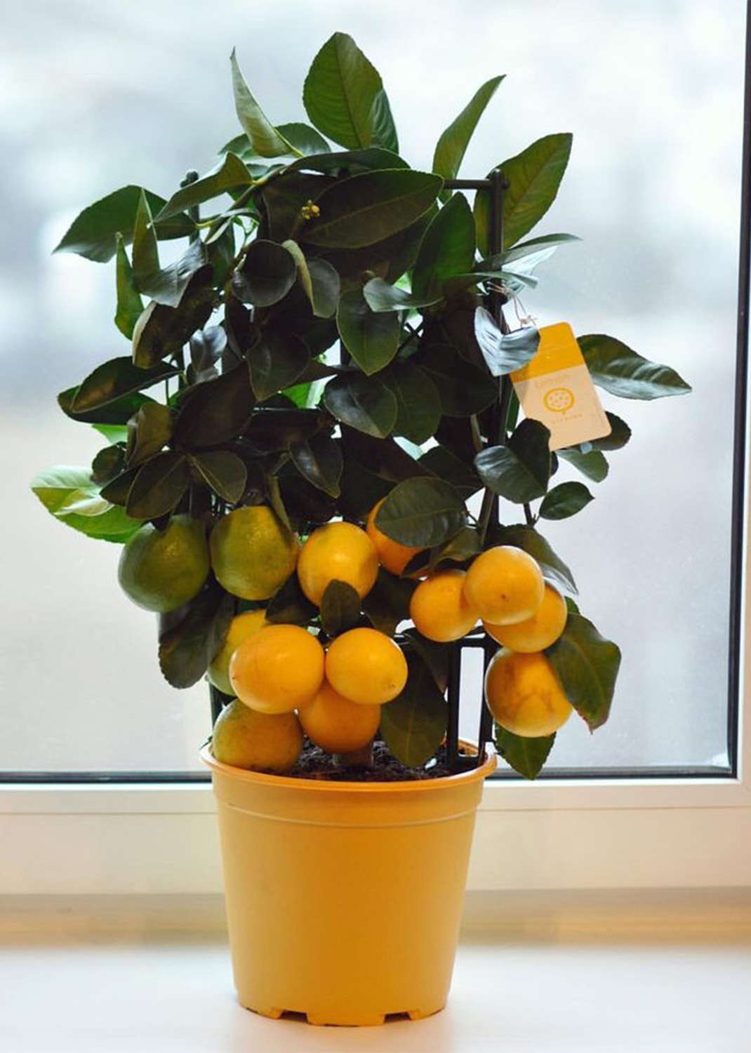 Citrus Orange manderine {130cm/150cm} with fruit